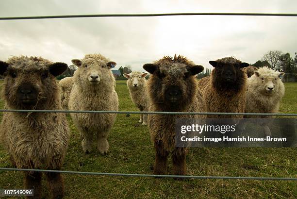37 Hamish Innes Stock Photos, High-Res Pictures, and Images - Getty Images