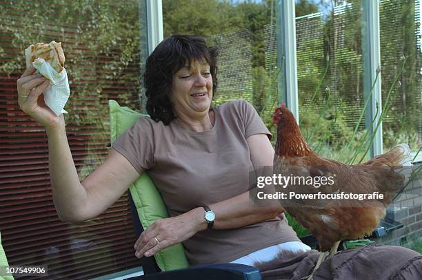 lady with chicken - scared chicken stock pictures, royalty-free photos & images