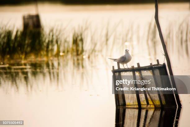 a bird at thale noi lake at phatthalung, thailand. - thale noi stock pictures, royalty-free photos & images