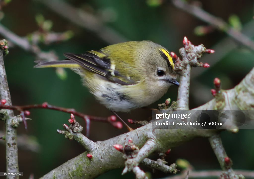 Goldcrest