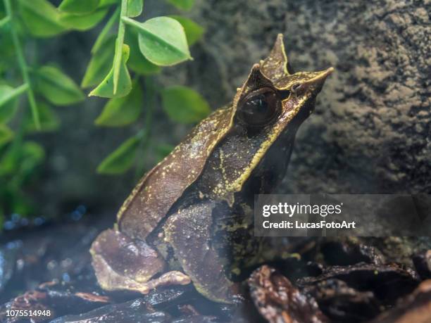 horned frog (megophrys nasuta) - megophrys stockfoto's en -beelden