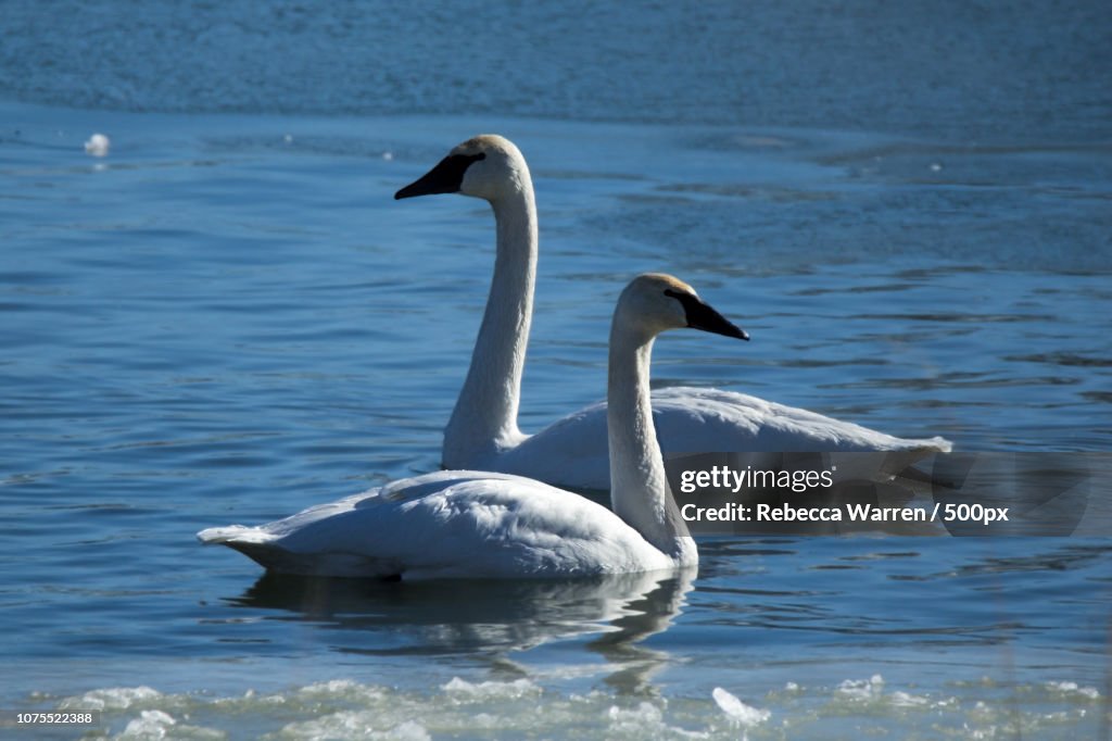 Two Swans