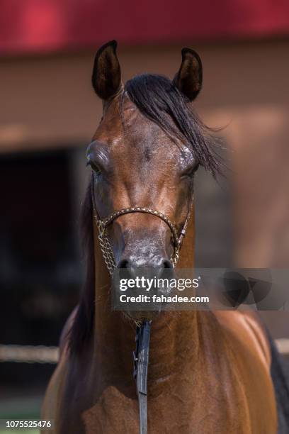 brown arabian horse portrait - arabische volbloed stockfoto's en -beelden