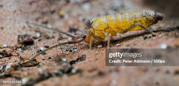 57 Springtail Stock Photos, High-Res Pictures, and Images - Getty Images