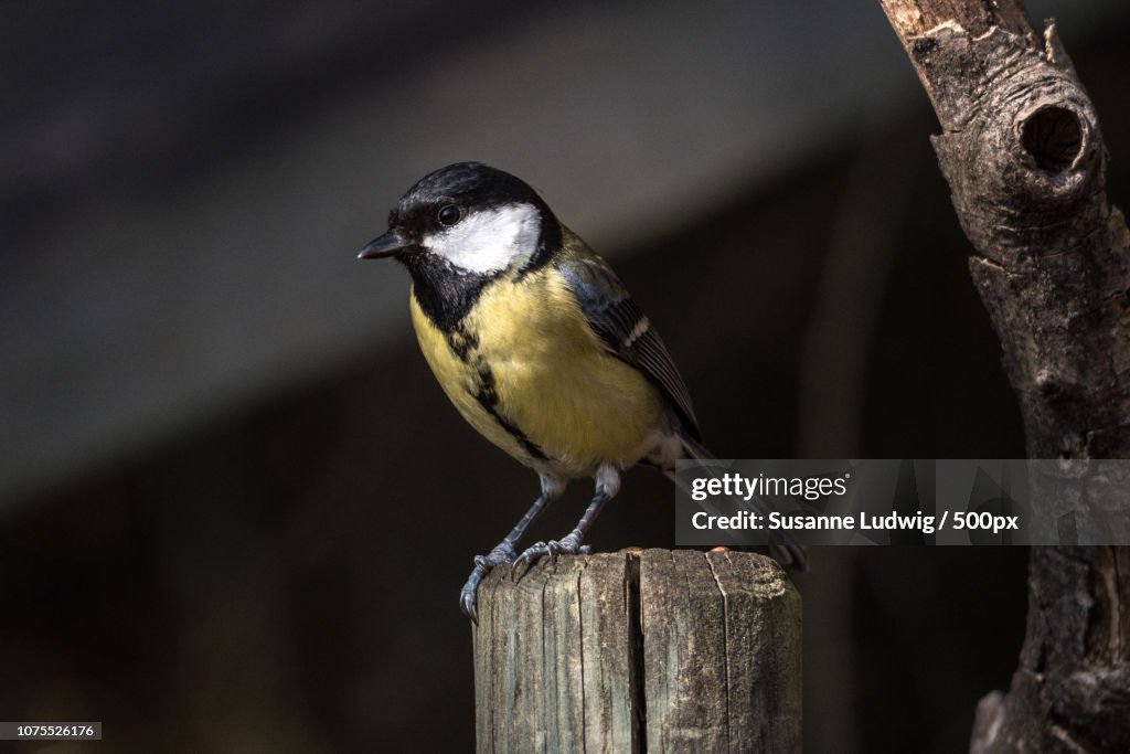 Great tit