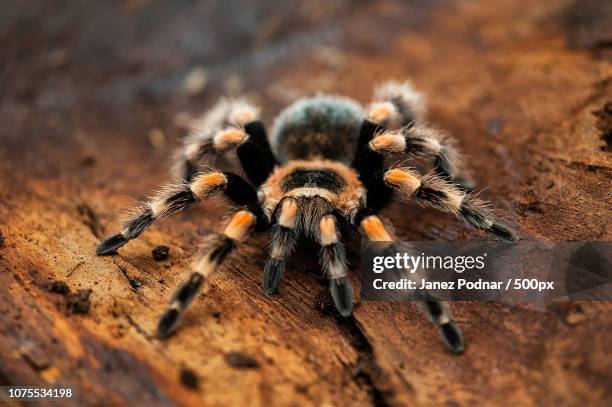 jpn ma 137 - mexican redknee tarantula stock pictures, royalty-free photos & images