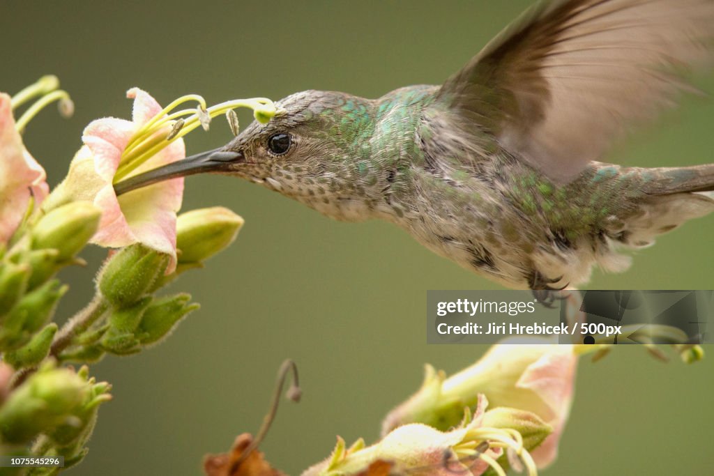 Green-and-white hummingbird