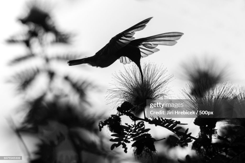 White-necked Jacobin