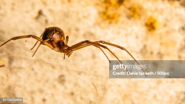 false button/widow spider - false widow spider stock pictures, royalty-free photos & images