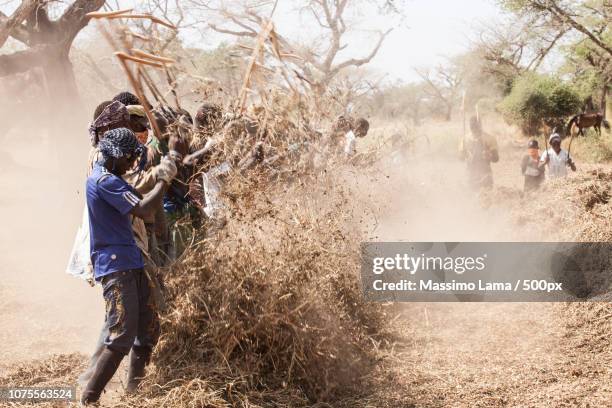 peanut pickers - peanuts field imagens e fotografias de stock