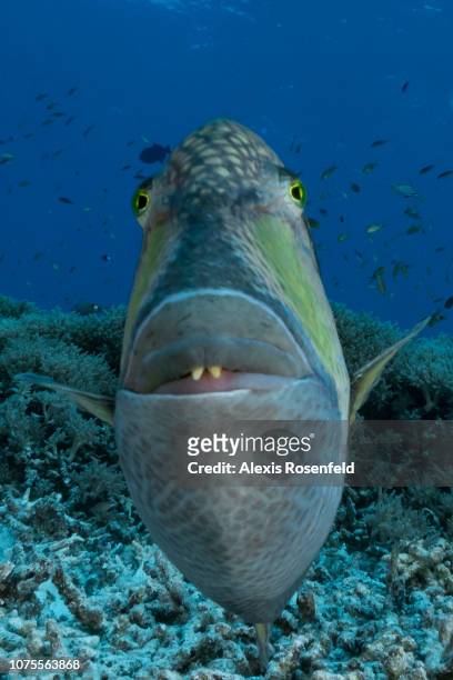 Titan triggerfish intimidating the photographer, on April 24, 2018 in Tubbataha, Philippines. It is one of the most impressive fish found in the...