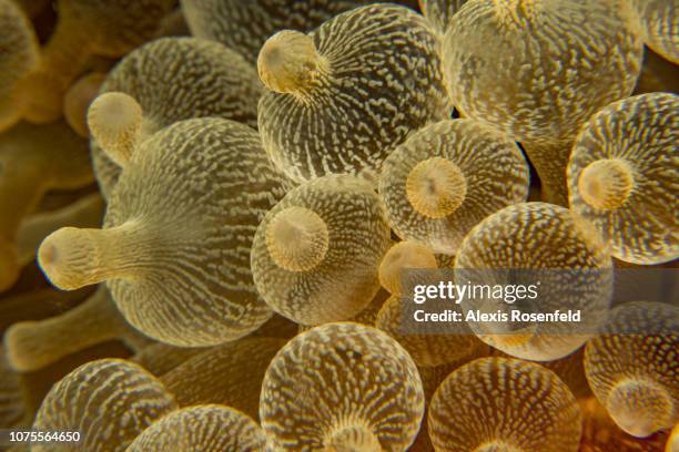 Tentacles of the sea anemone Entacmaea quadricolor, on April 24, 2018 in Tubbataha, Philippines. In the heart of the Sulu Sea, in the Philippines,...