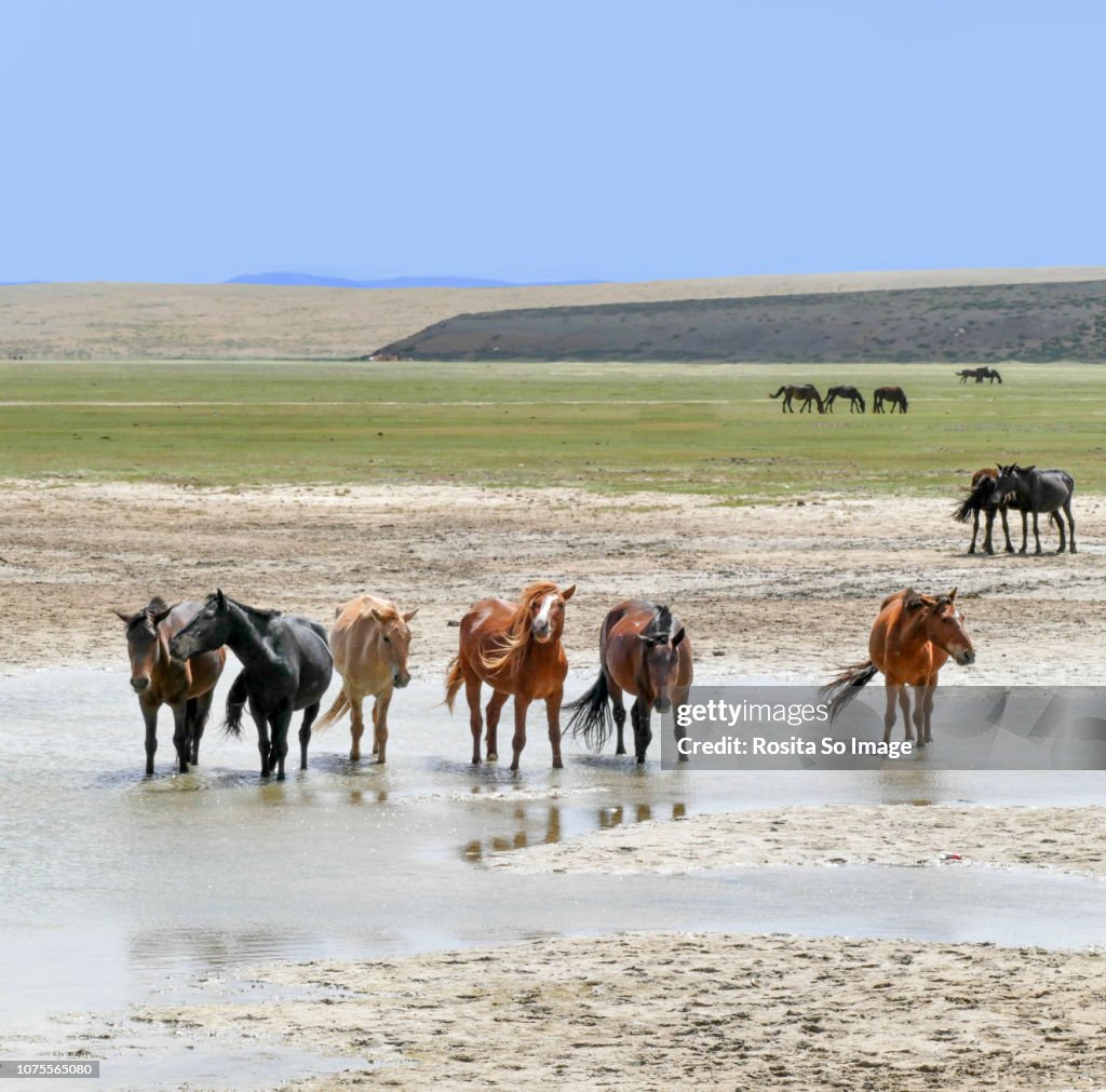 Horses, Khangain Nuruu National Park, Mongolia