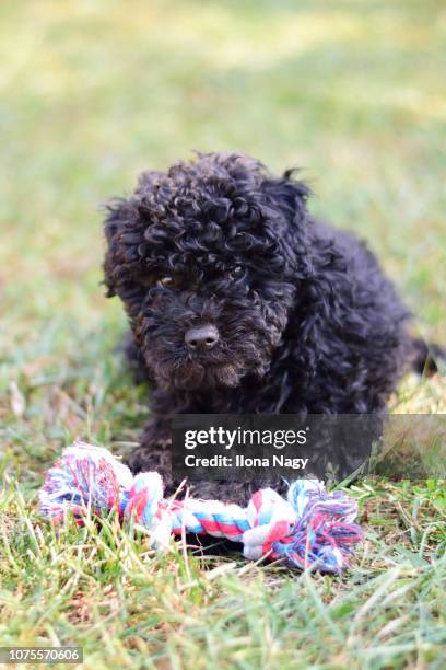 hungarian puli puppy playing with a toy - puli stockfoto's en -beelden
