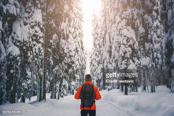 wandelen in winter forest - winter stockfoto's en -beelden