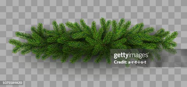 weihnachtsbaum - tannenarten stock-grafiken, -clipart, -cartoons und -symbole