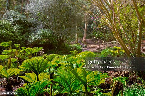 cockington park park - cockington green stock pictures, royalty-free photos & images