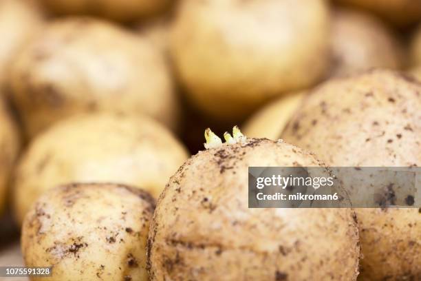 sprouting potato, close-up - planta nova imagens e fotografias de stock