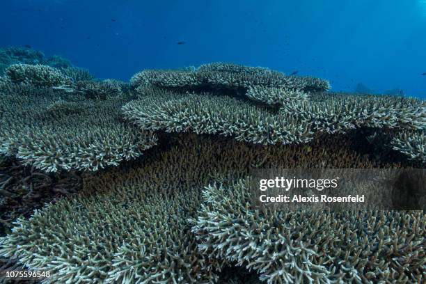 A large number of Acropora sp. Corals on the Tubbataha coral reef, on April 24, 2018 in Tubbataha, Philippines. In the heart of the Sulu Sea, in the...