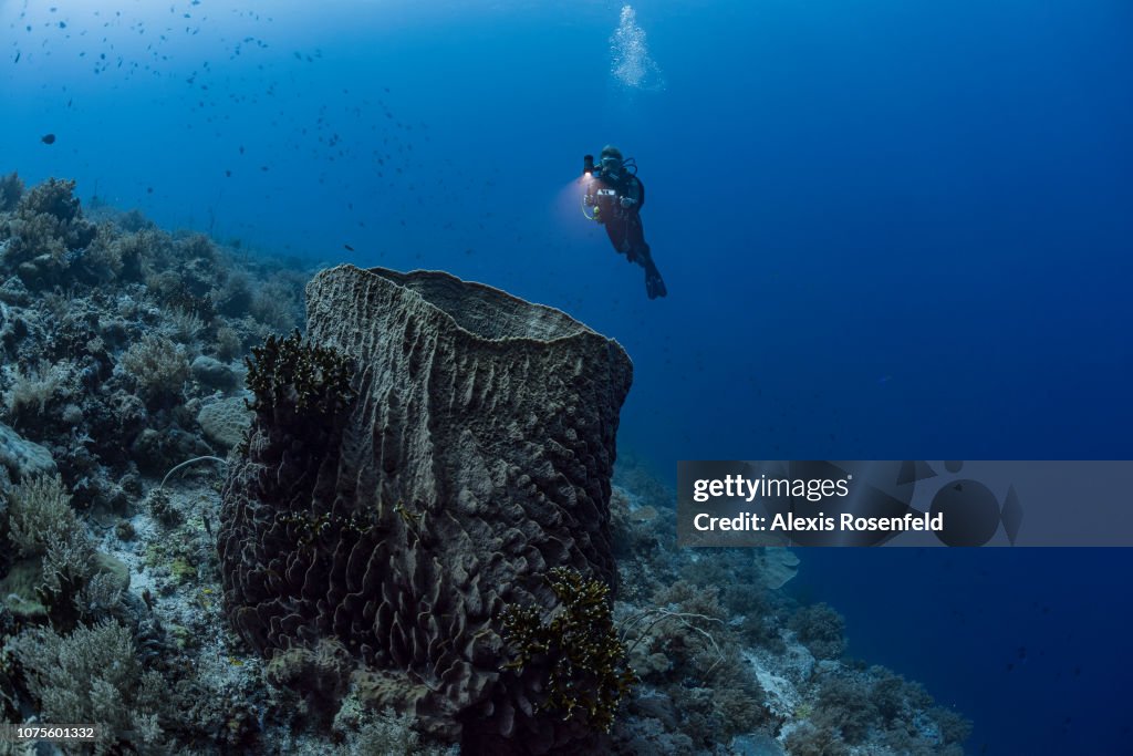 Reefs Of Tubbataha : Illustration