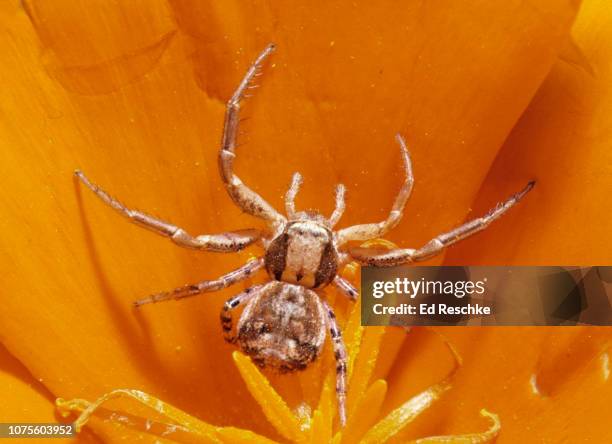 spider anatomy--elegant crab spider (xysticus elegans) - pedipalp stockfoto's en -beelden