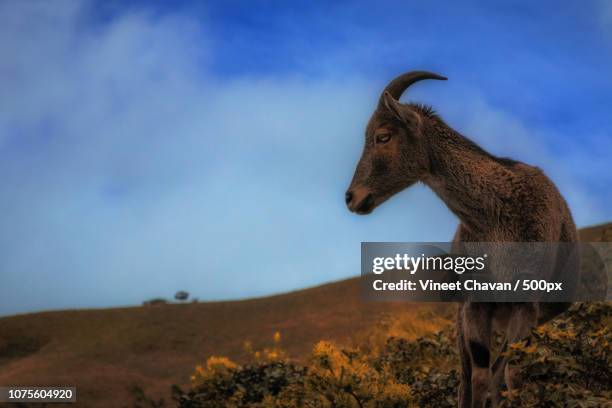 nilgiri tahr - nilgiri tahr stock pictures, royalty-free photos & images