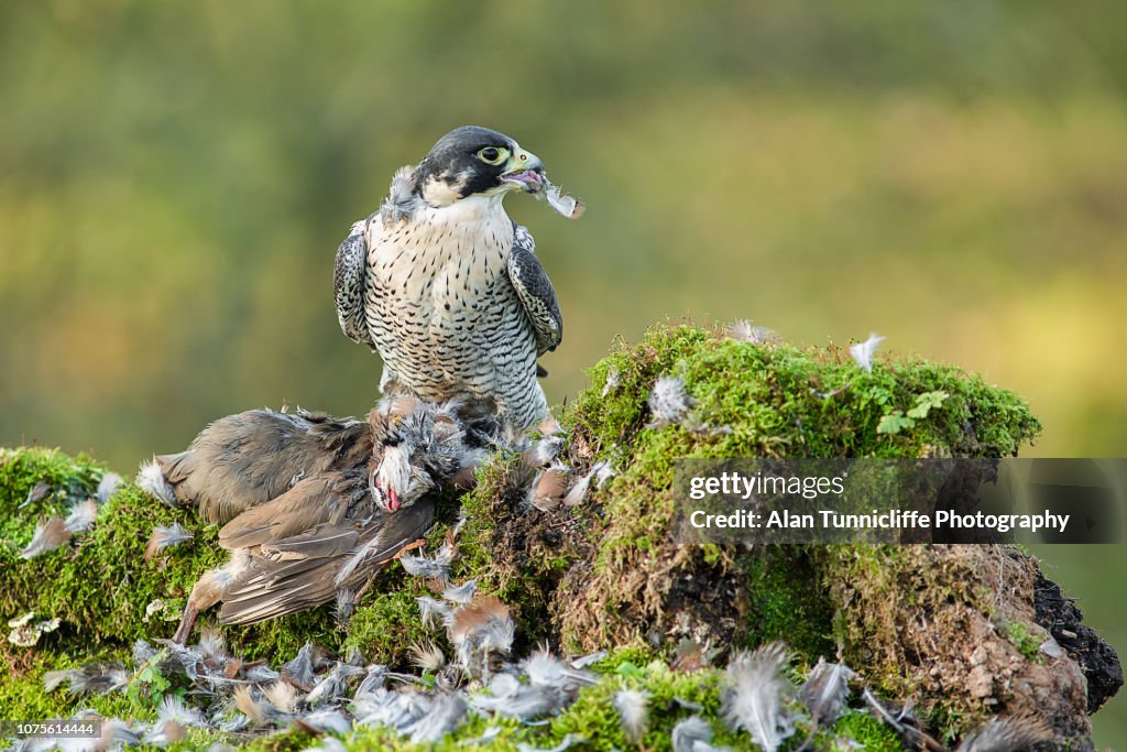 Peregrine falcon with prey