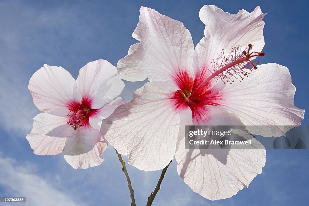 Pink Hibiscus Against The Sky