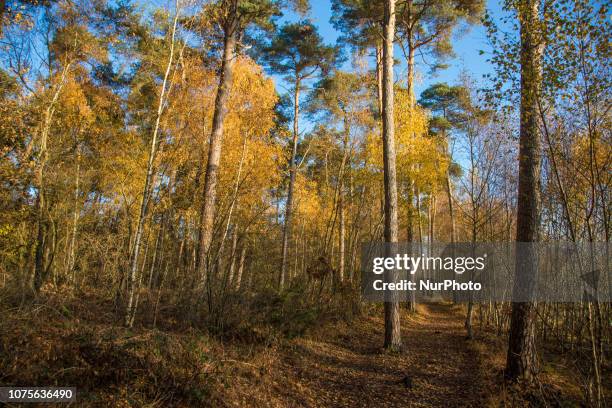 The Oisterwijk forests and fens in North Brabant in the Netherlands is a natural monument of forest and lakes with an extensive network of trekking...