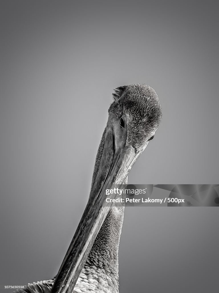 Pelican
