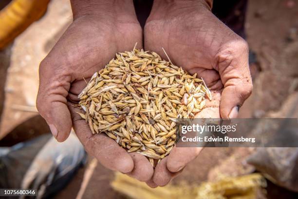 wheat - cereal plant foto e immagini stock