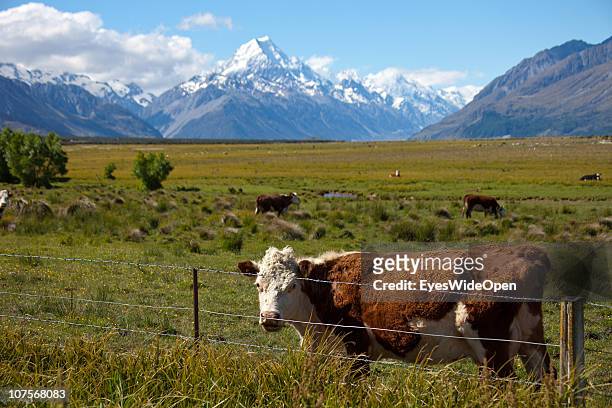 Cows on December 12, 2010 in Aoraki / Mount Cook National Park, South Island New Zealand. Mt. Cook is, with an altitude of 3755 m the highest...