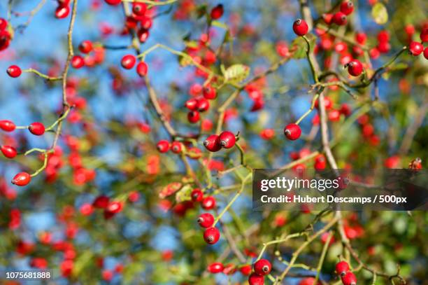 Exploding Rasberrries Red Berries Explosion Photos and Premium High Res Pictures - Getty Images