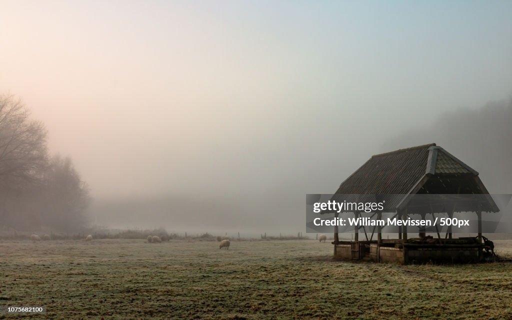 Sheepfold In The Mist