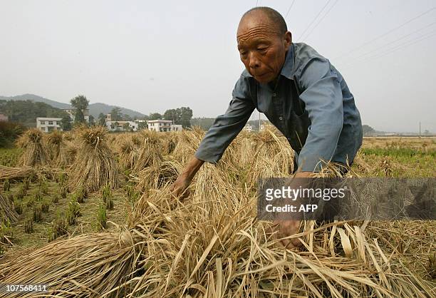 Farmer gathers bundles of dried stalks of millet which blanket the Hunan province landscape, 29 October 2004 in rural Shaoshan. Inflation in China is...