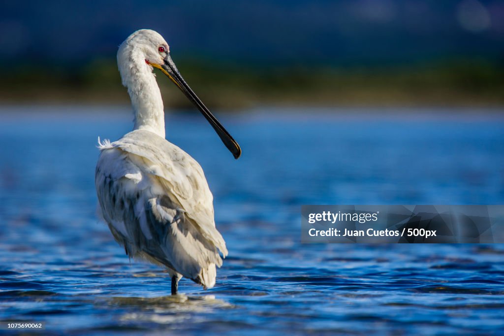 Eurasian spoonbill