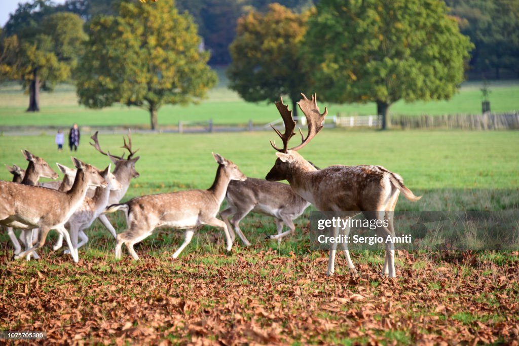 Deer in Richmond Park