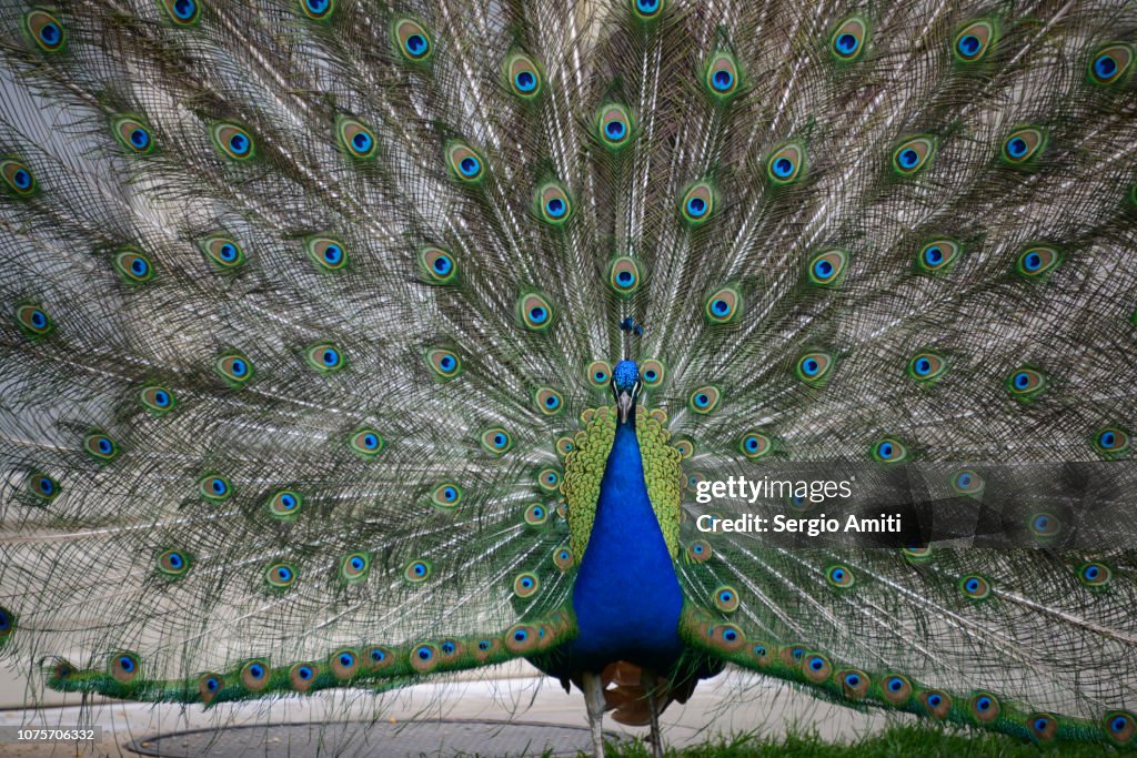 Peacock display