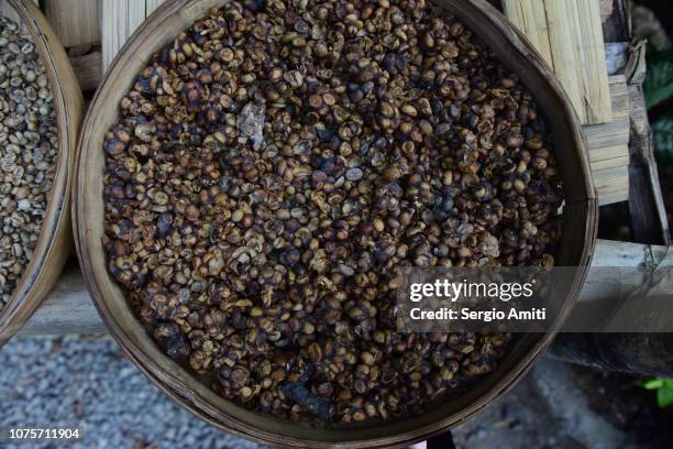 kopi luwak - civet coffee - palm civet stock pictures, royalty-free photos & images