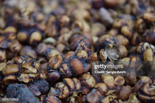 kopi luwak - civet coffee - palm civet stock pictures, royalty-free photos & images