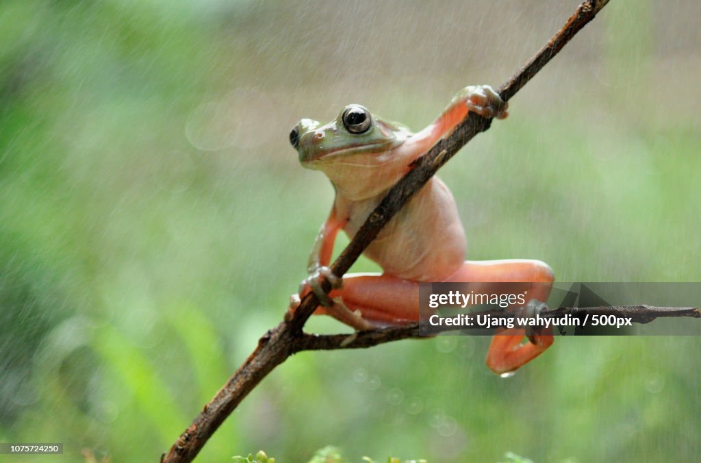FROG AND THE RAIN,FROG,DUMPY,RAIN