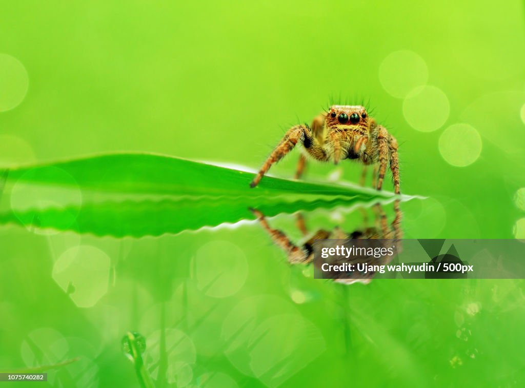 REFLECTION,SPIDER.JUMPING SPIDER.