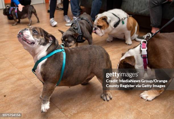 Xena, left, hangs out with other members of her breed during a reunion for the dogs that were seized from a backyard breeder last year. More than a...