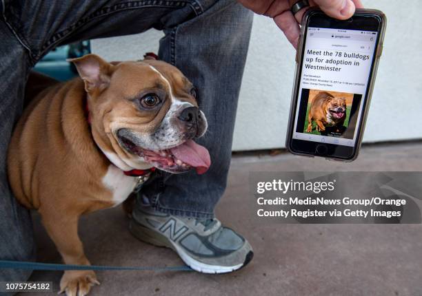 Brian Walsh shows a cell phone picture of Mango, who was part of 78 French and English bulldogs seized from a backyard breeder last year, and adopted...