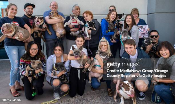 More than a dozen healthy and happy French and English bulldogs and their owners attend a one-year reunion celebrating their adoption at WAGS shelter...