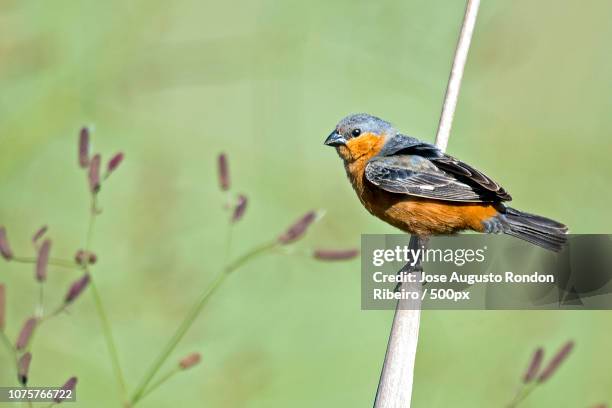 Tawnybellied Seedeater, Stock-Foto