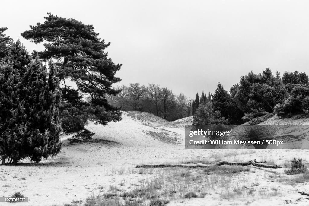 Winter Dunes