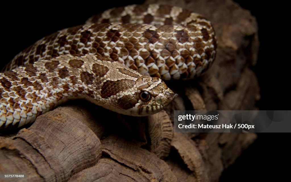 Heterodon nasicus