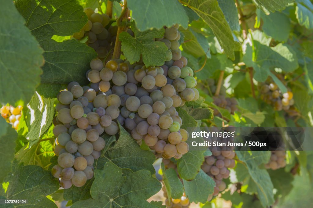 Gewurztraminer Grapes in Vineyard Okanagan Kelowna British Columbia Canada