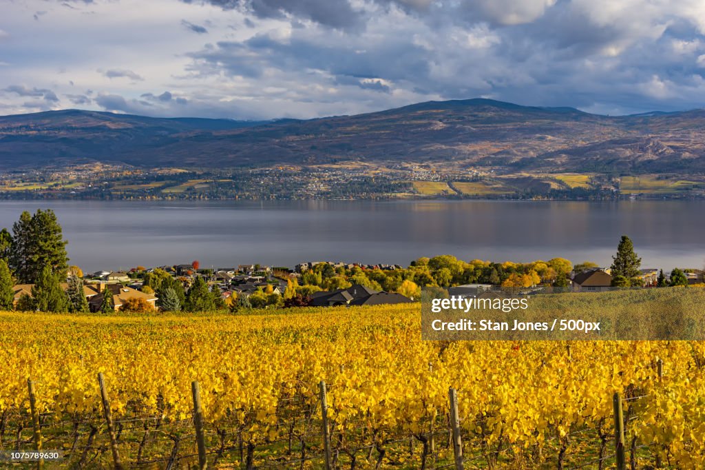 Vineyard Overlooking Okanagan Lake Kelowna BC Canada